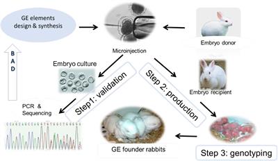 Frontiers | Gene Editing in Rabbits: Unique Opportunities for